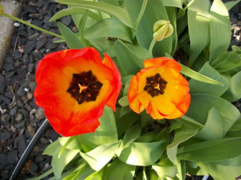 tulips pat dump p.jpg